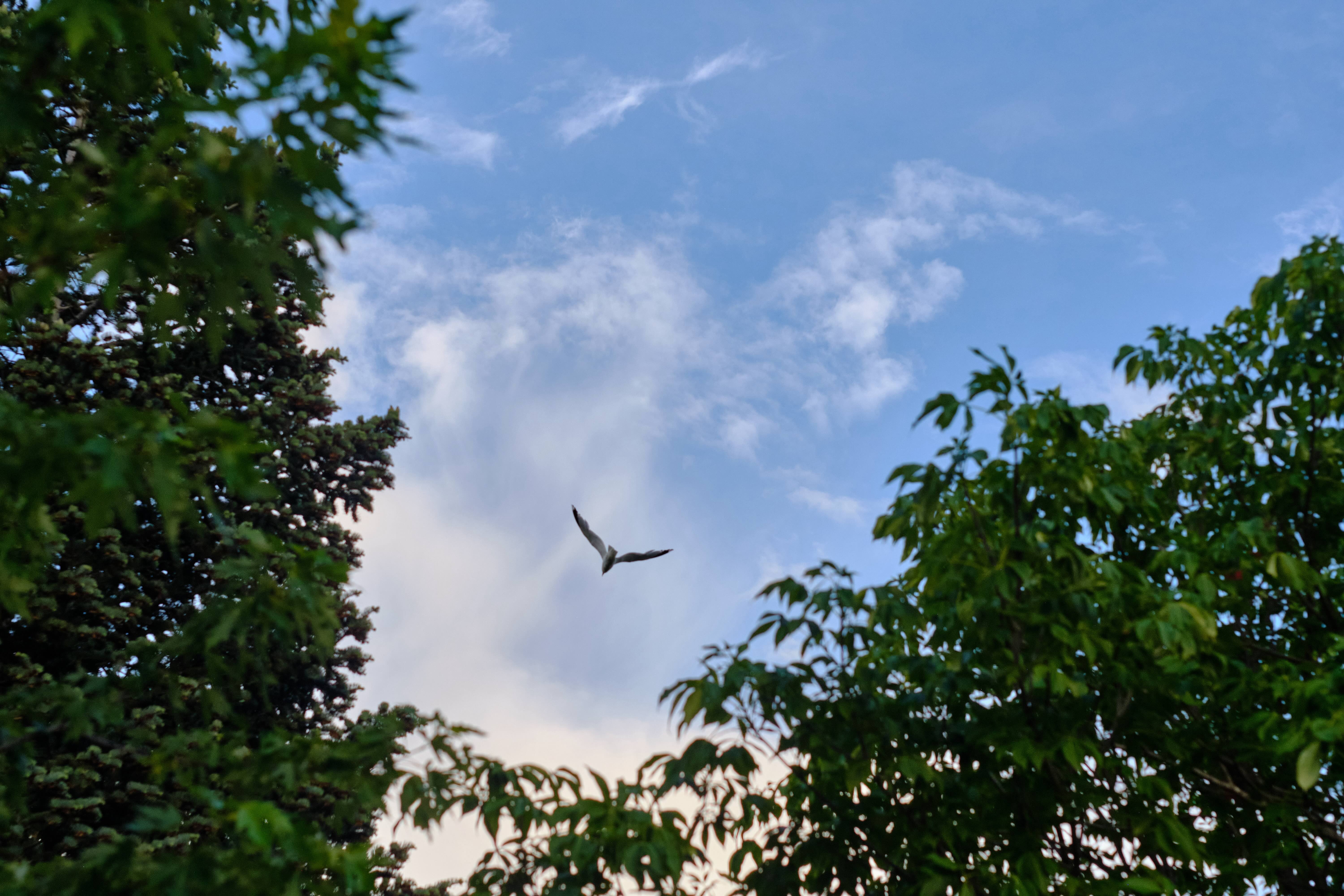 Bird Flight