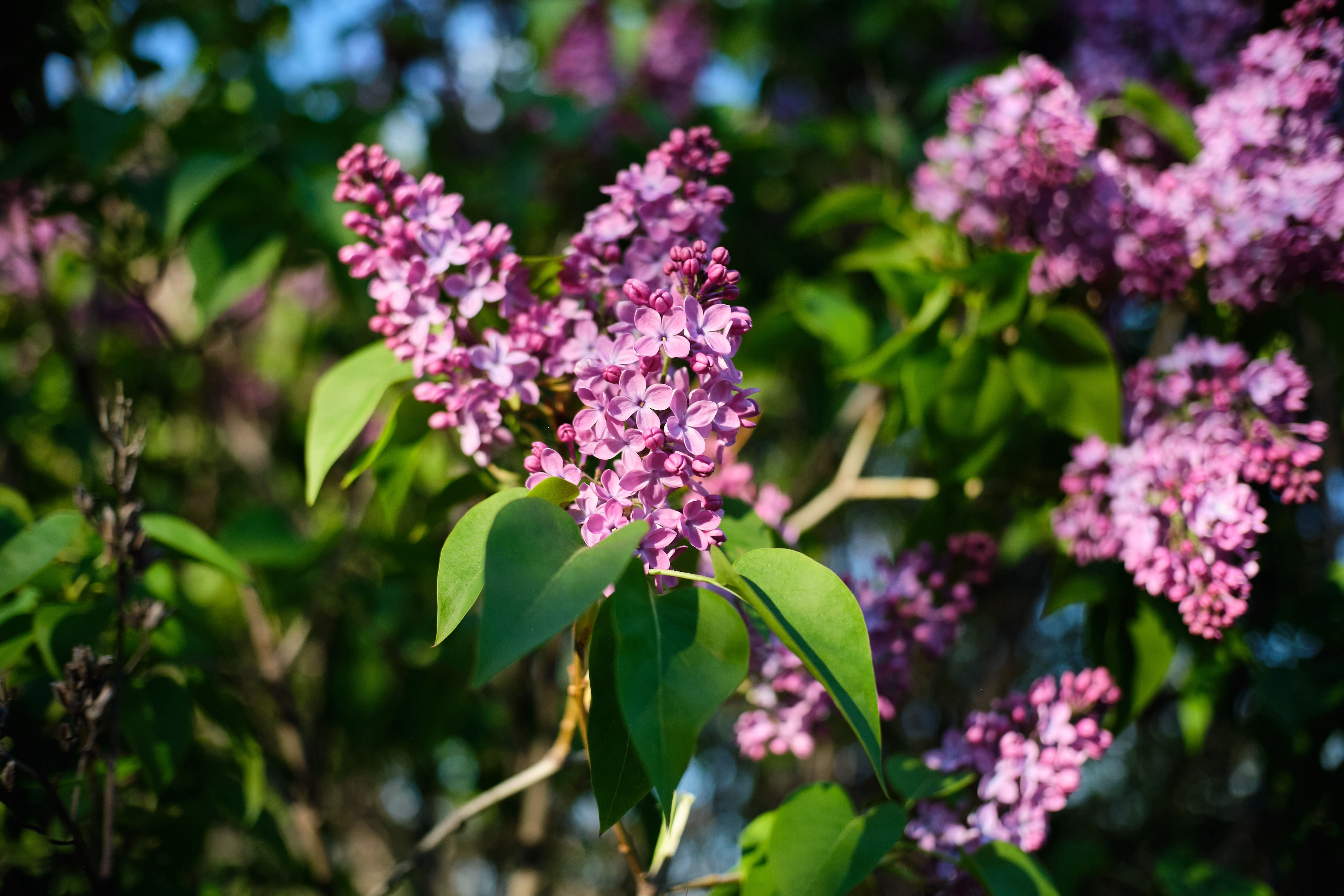 Lilac Blossoms