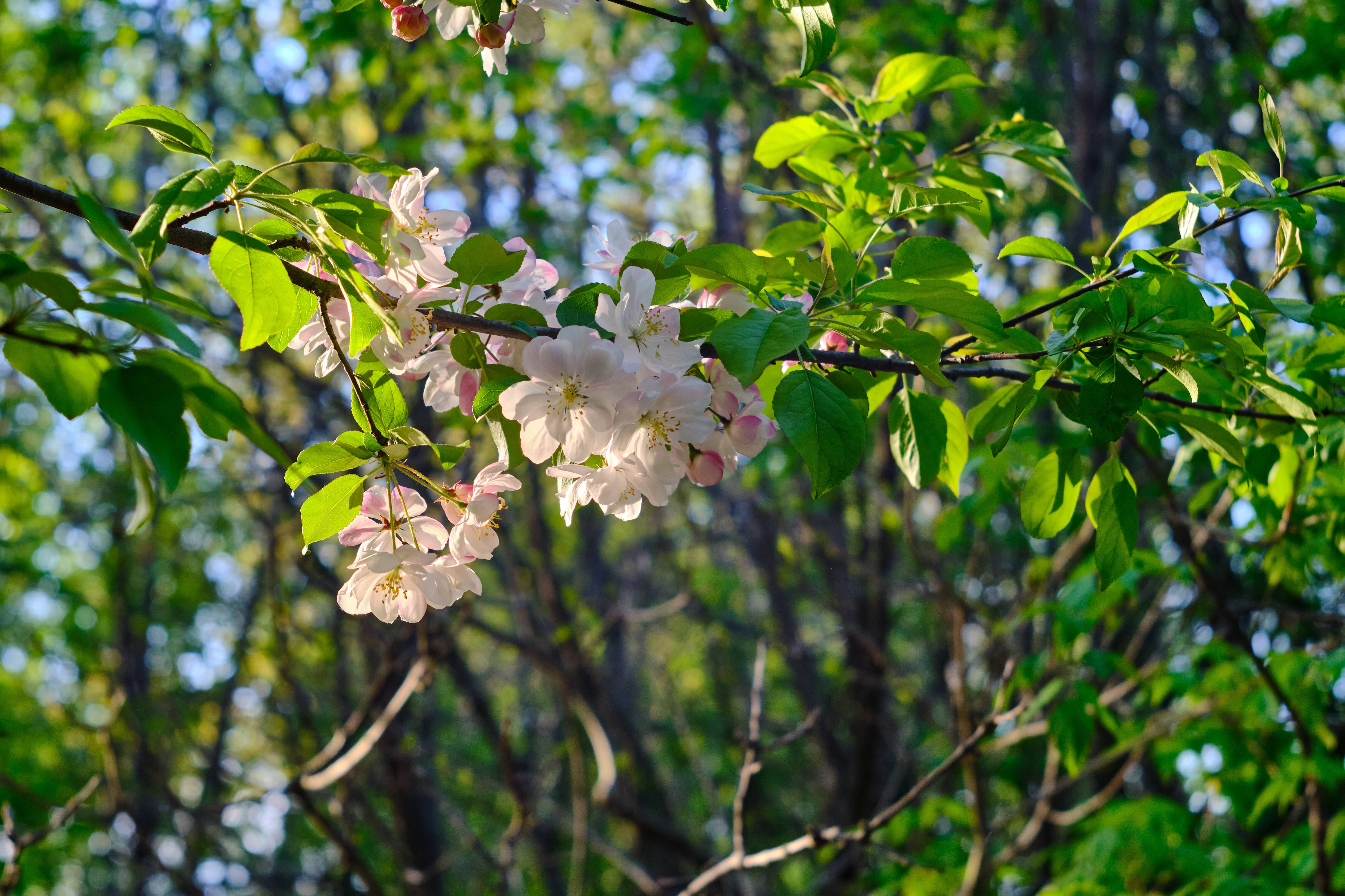 Spring Flowers in White