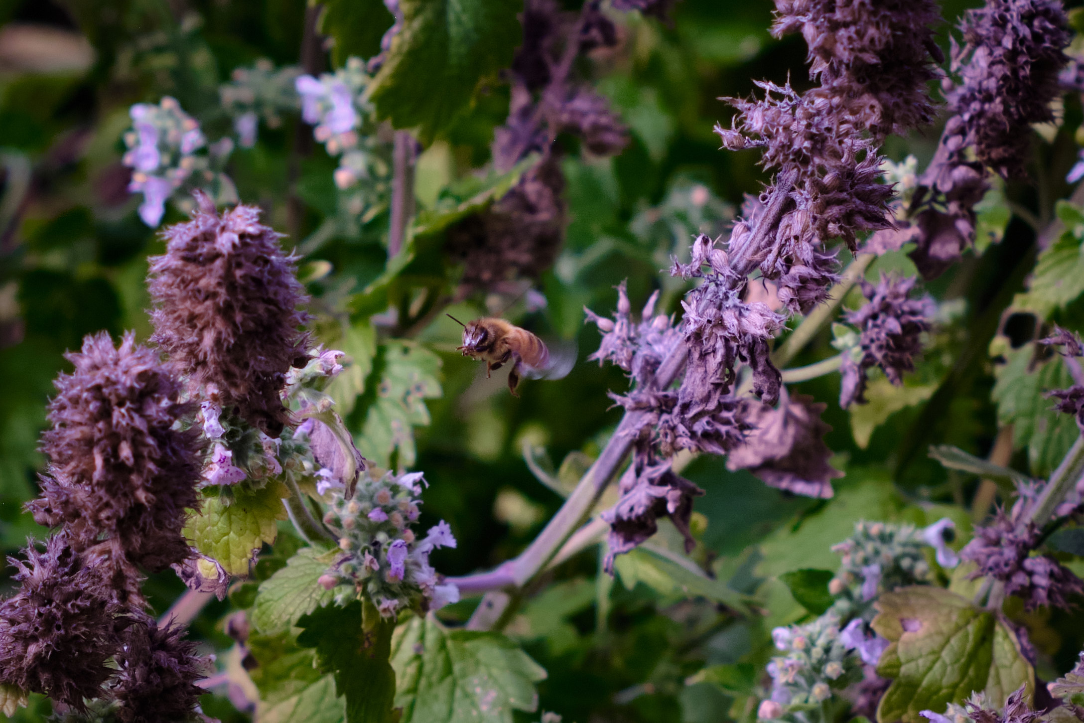 Bee Flight