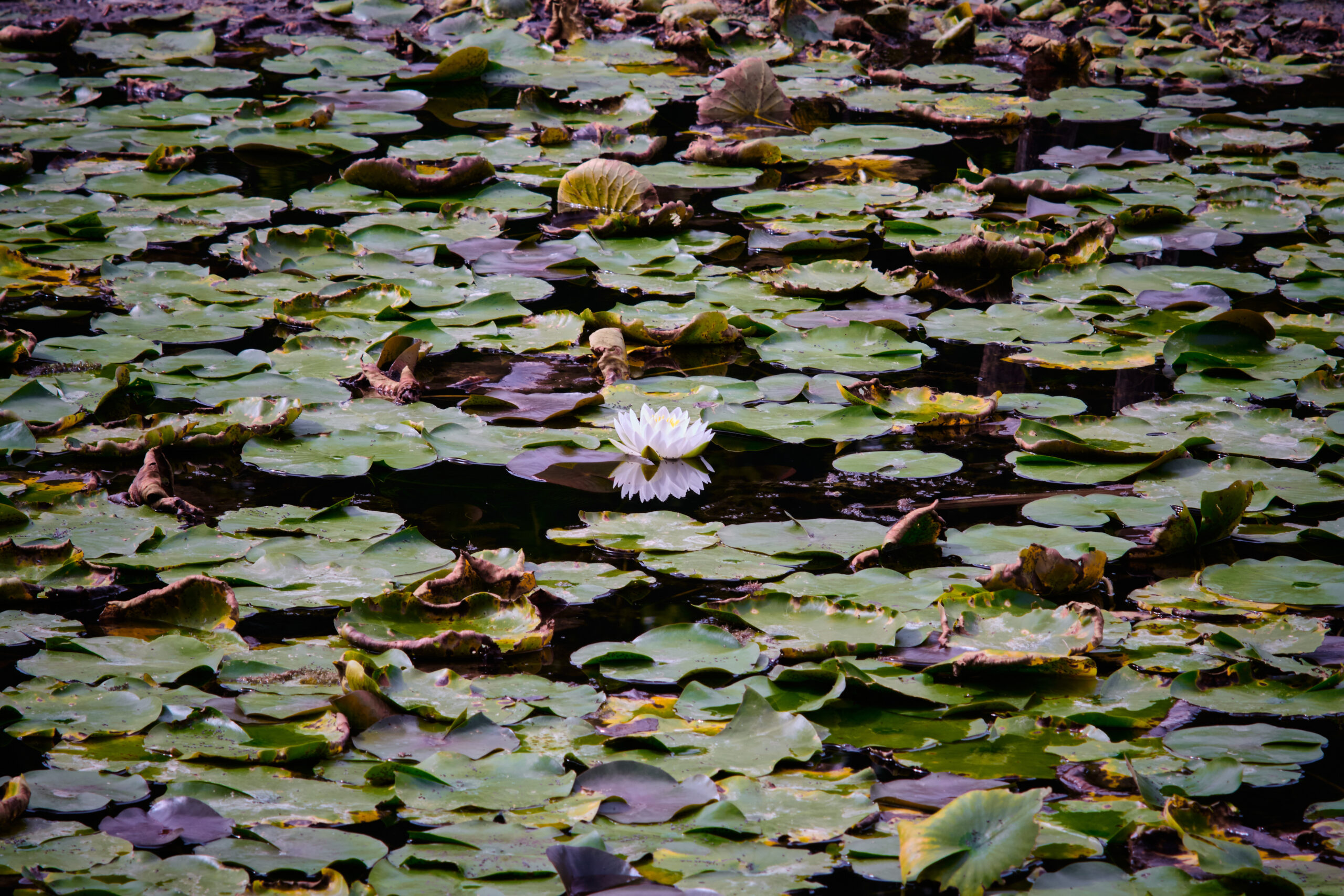 Lotus in Pond