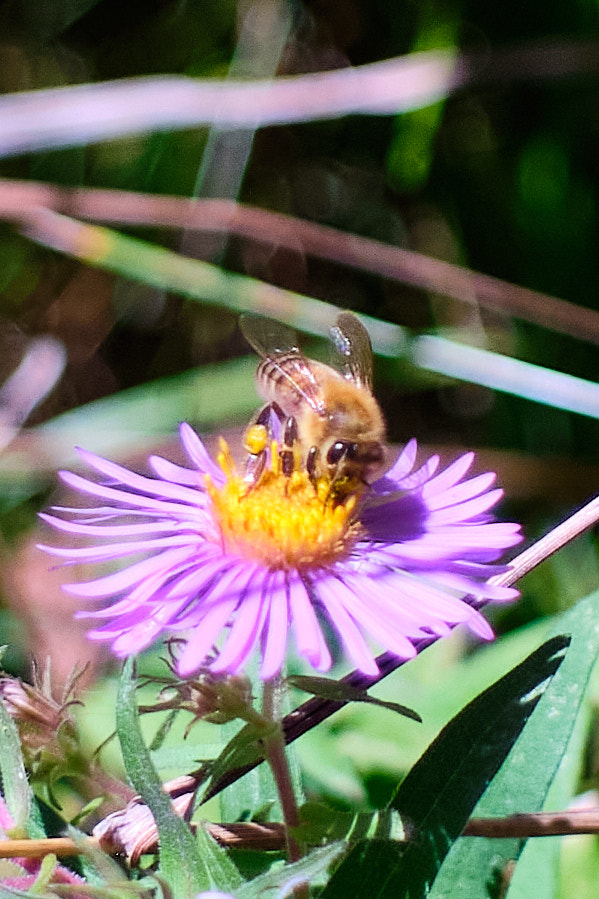 Enjoying a Flower