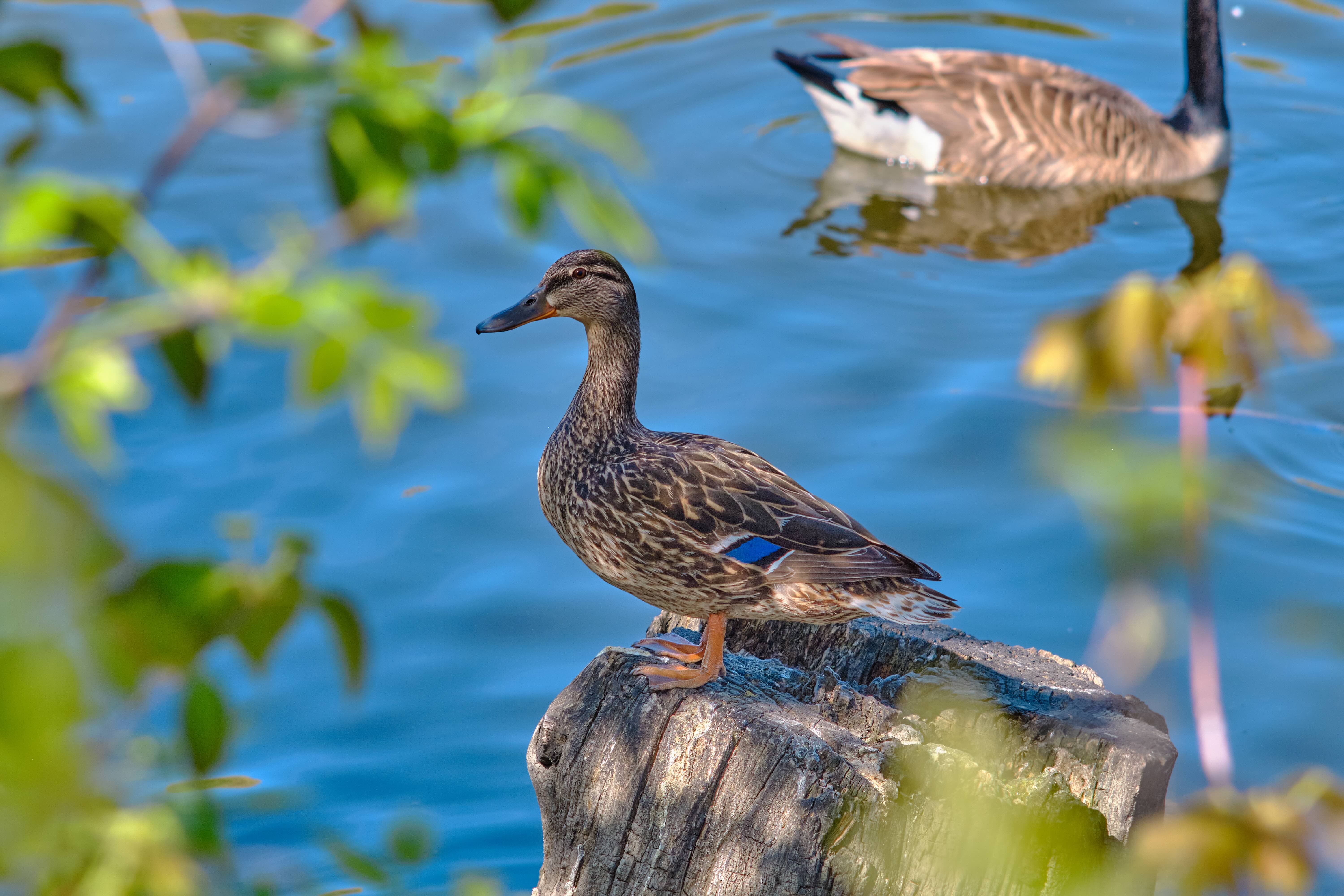 Duck at Rest