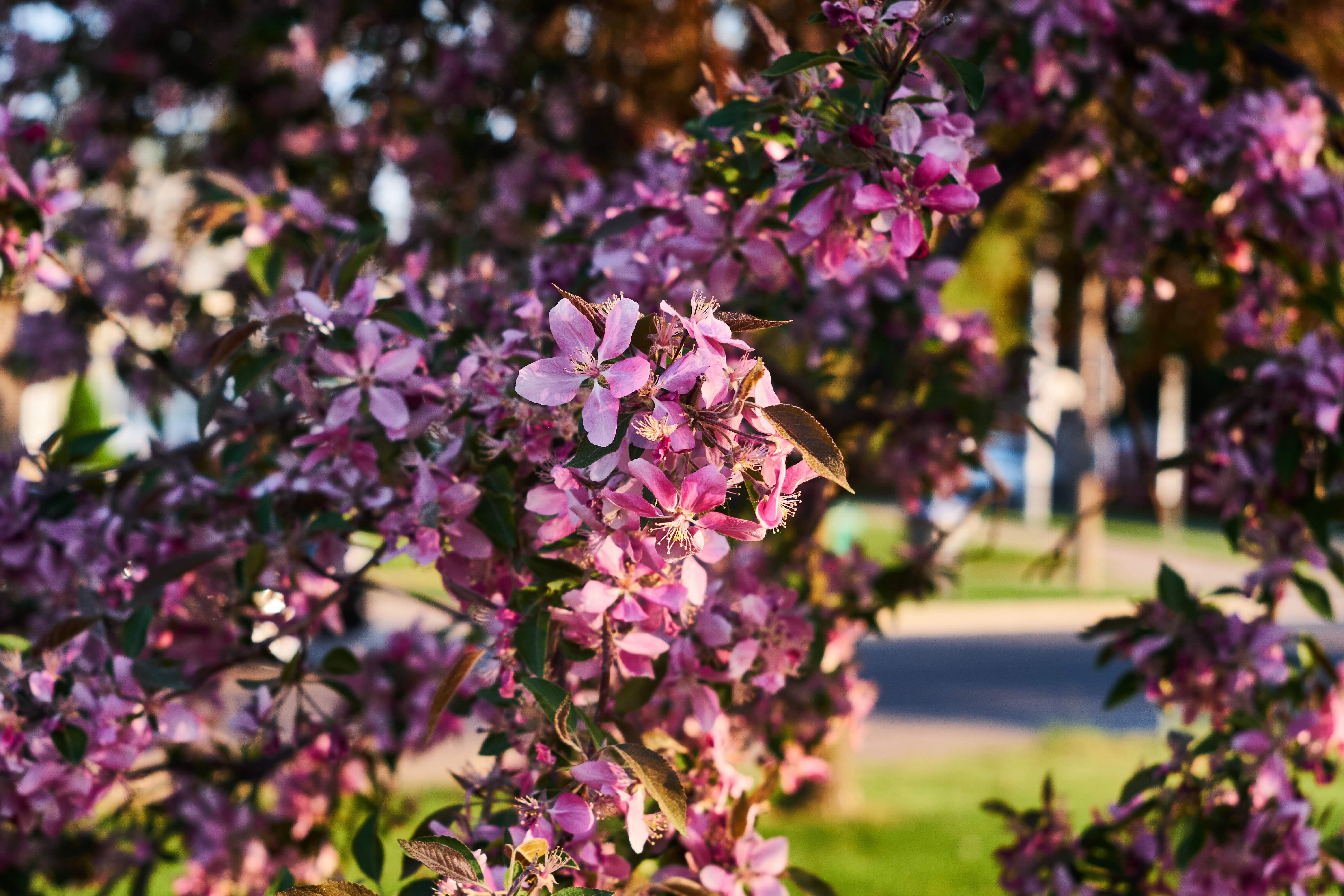 Spring Blossoms in Pink